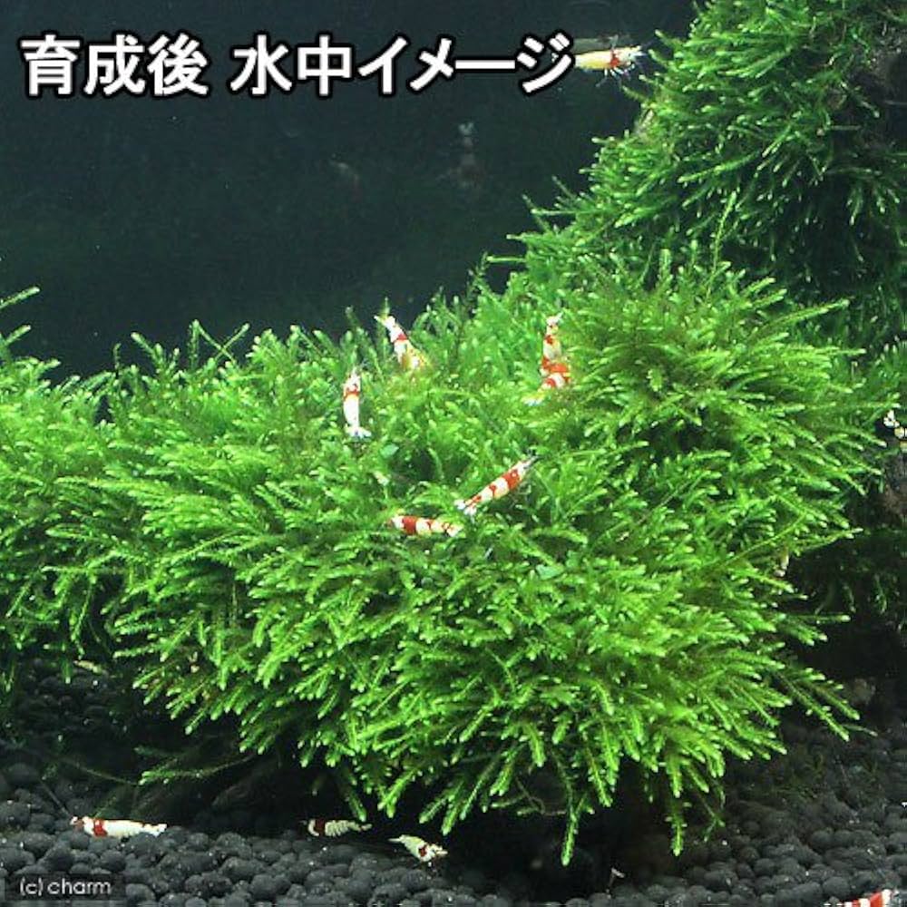 Amazon.co.jp: （水草）巻きたて ジャイアント南米ウィローモス 流木