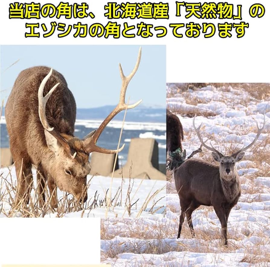 蝦夷鹿 2本 エゾシカ 鹿角 まとめ売り 蝦夷鹿のち角 まとめ売り 10本