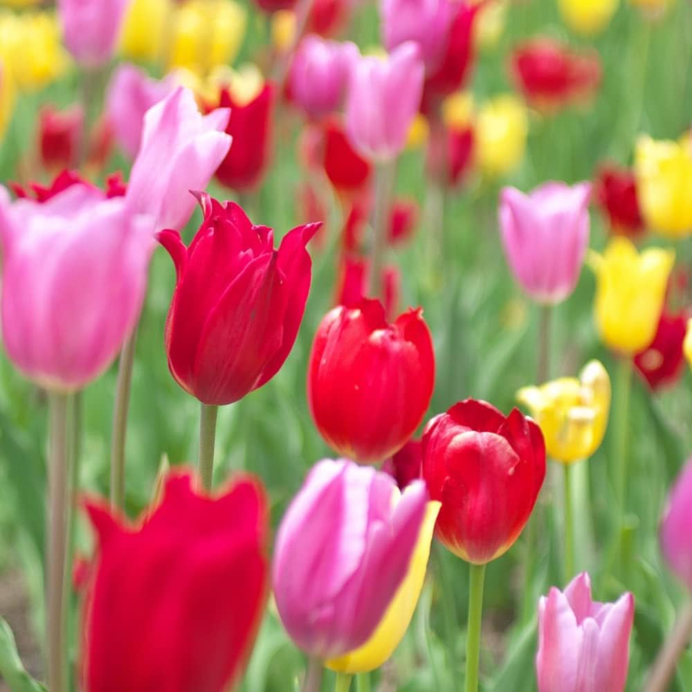 Amazon.co.jp: チューリップ 球根 おまかせパック (100個, お任せ