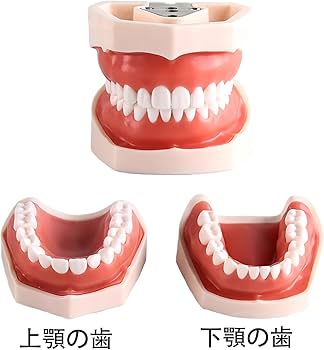 Amazon.co.jp: 歯の模型 歯磨き指導用 大型モデル 口腔教学説明モデル