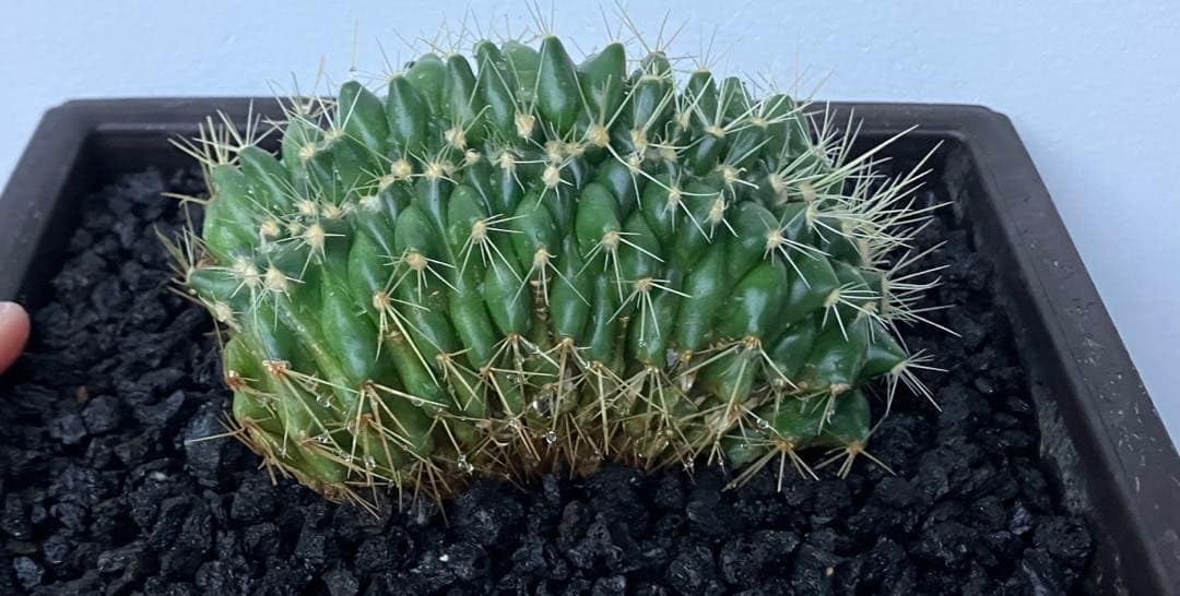 美斑紋。美形 山採りアオダモ3.4M(鉢底から)品番A 美斑紋。山採り