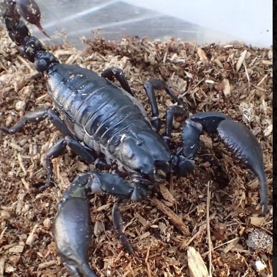 Amazon | アジアンフォレストスコーピオン 全長約4cm1匹！！ムカデ