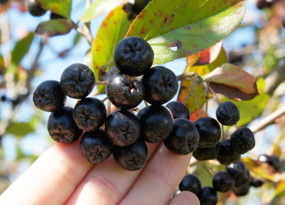 Amazon | 北海道産アロニア冷凍果実 ビオアロニア北海道産冷凍アロニア