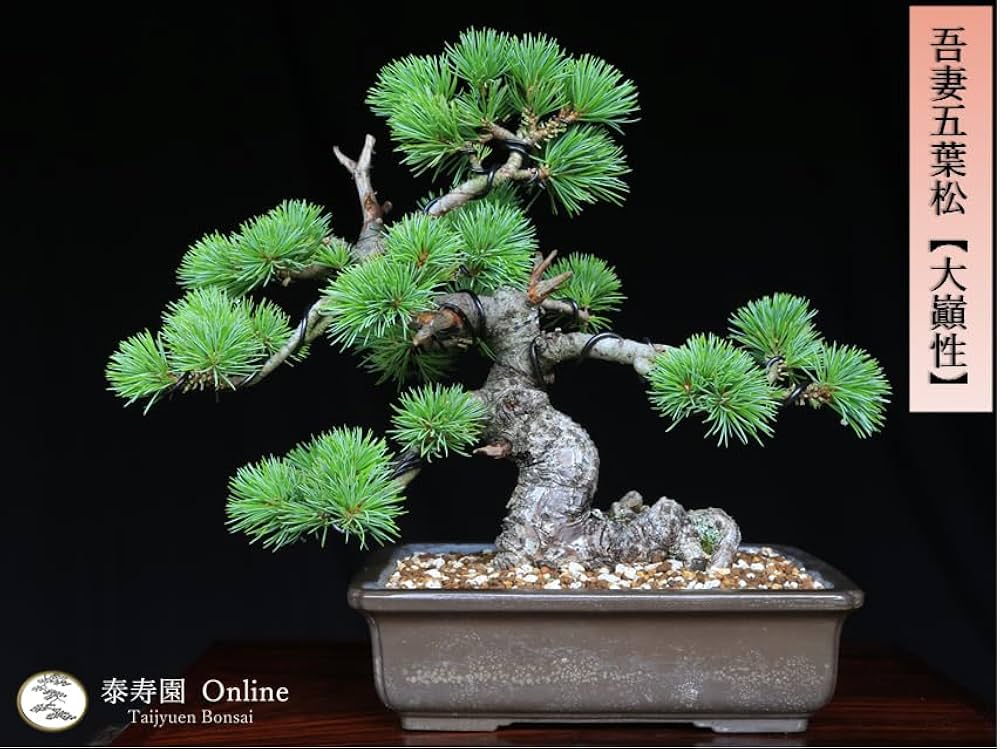 Amazon.co.jp: 吾妻五葉松【大巓性】ダイテンショウ 実生 小品盆栽