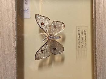 Amazon.co.jp: アポロヤママユ 41ミリ : 文房具・オフィス用品