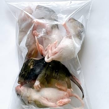 Amazon | 国産冷凍ラット (ベビー L 16~20g 5匹入り) | 冷凍ラットくん