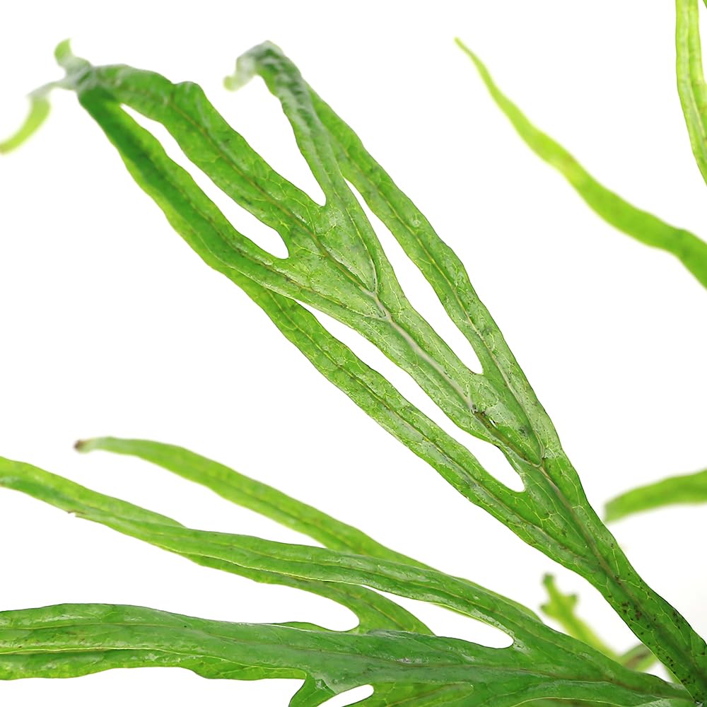 Amazon.co.jp: （水草）ミクロソリウムsp．トライデント付き流木