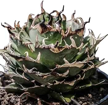 61eXSapI9mL._AC_UF350,