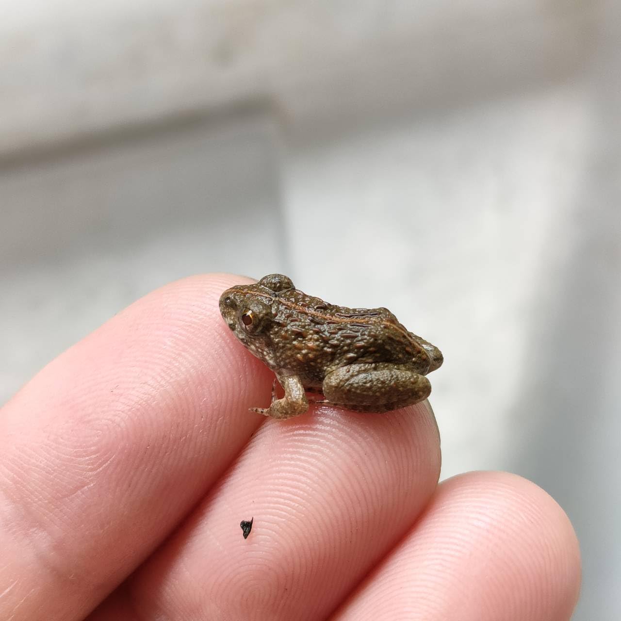 Amazon | 活餌 餌用カエル 10匹 ヌマガエル エサ用 えさ用 蛙 CB