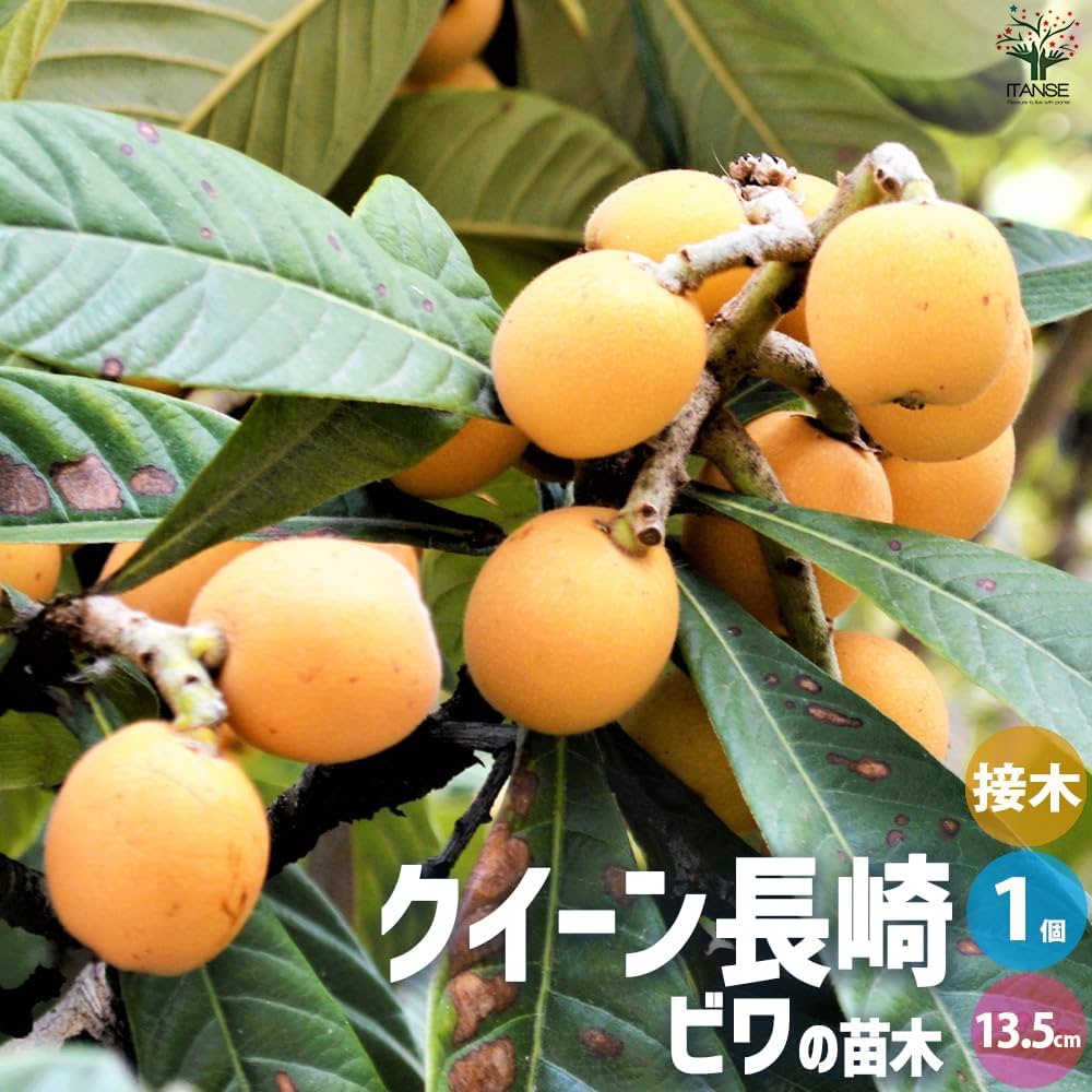 Amazon.co.jp: 枇杷(びわ)の苗木 品種：クイーン長崎 13.5cmポット