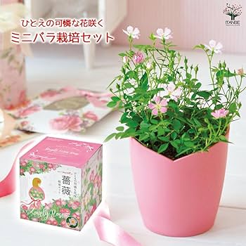 Amazon｜ITANSE 栽培セット ひとえの可憐な花咲くミニバラ 1個