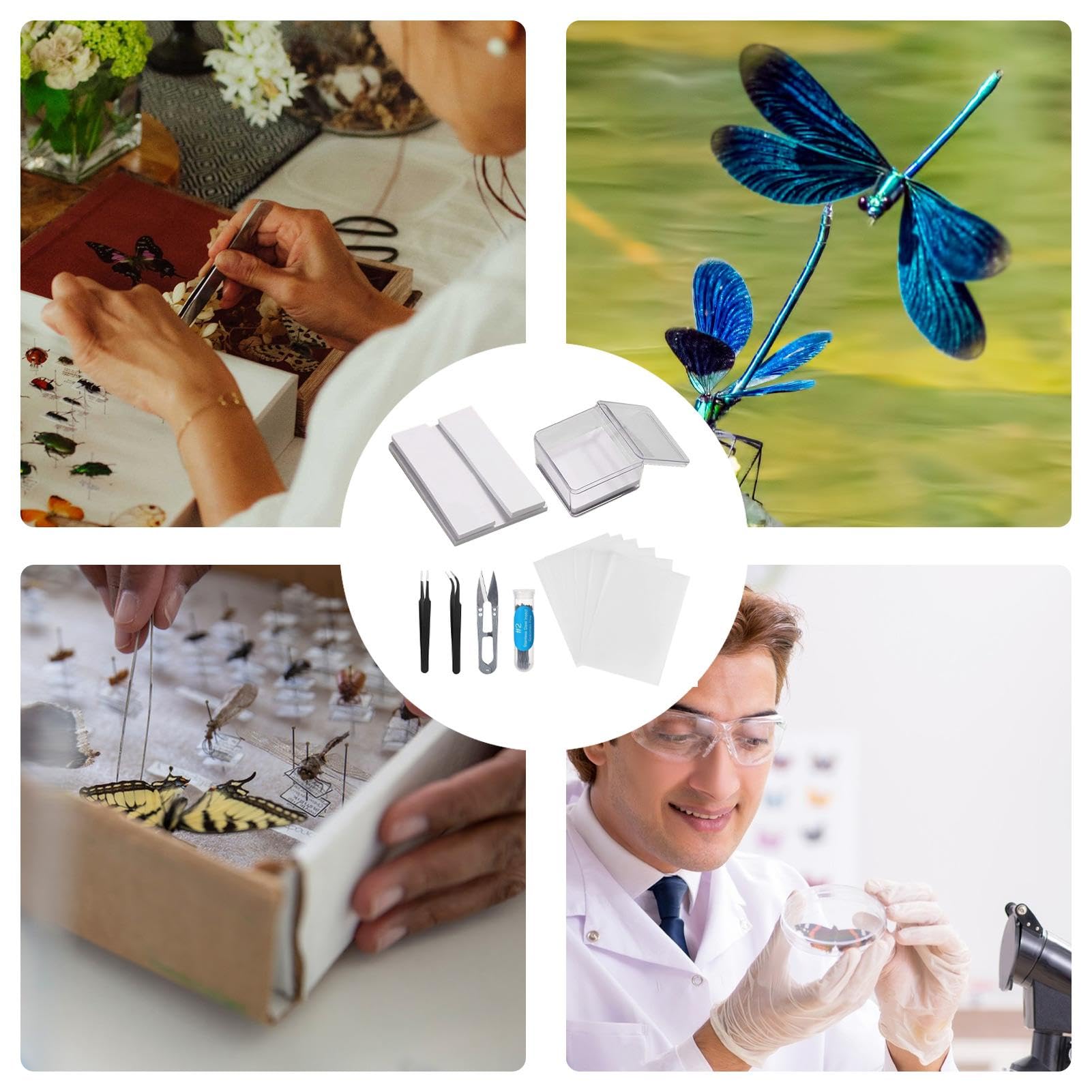 Amazon | 標本キット昆虫標本キット | 蝶のコレクション昆虫学 | 標本