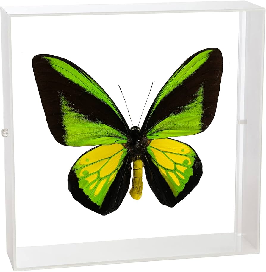 Amazon.co.jp: 蝶の標本 ゴライアストリバネアゲハ O.goliaths