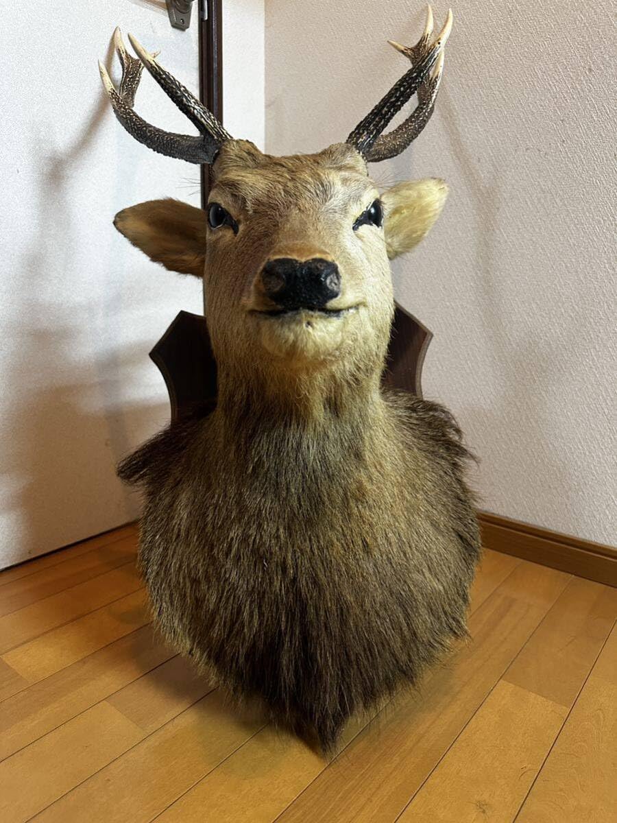 Amazon.co.jp: アンティーク鹿剥製ハンティングトロフィー頭部鹿角