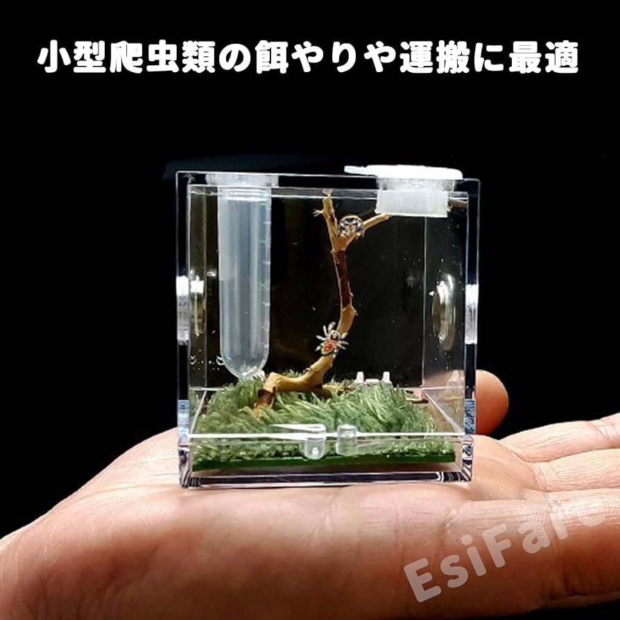 Amazon | EsiFare ミニ爬虫類 5.2*5.2*5.2cm 蜘蛛 ケージ 虫籠 透明