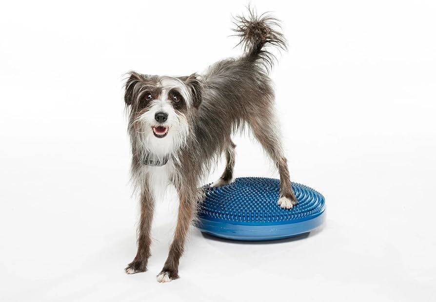 Amazon | オールフォーワンズライフ 犬用 アジリティグッズ FitPAWS