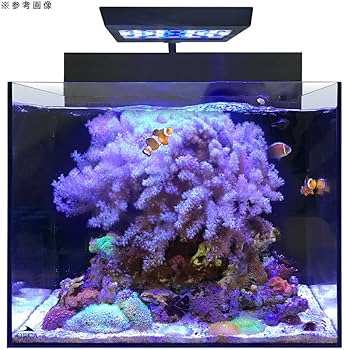 Amazon | □SHELL2 シェル オールインワンシステムタンク 水槽