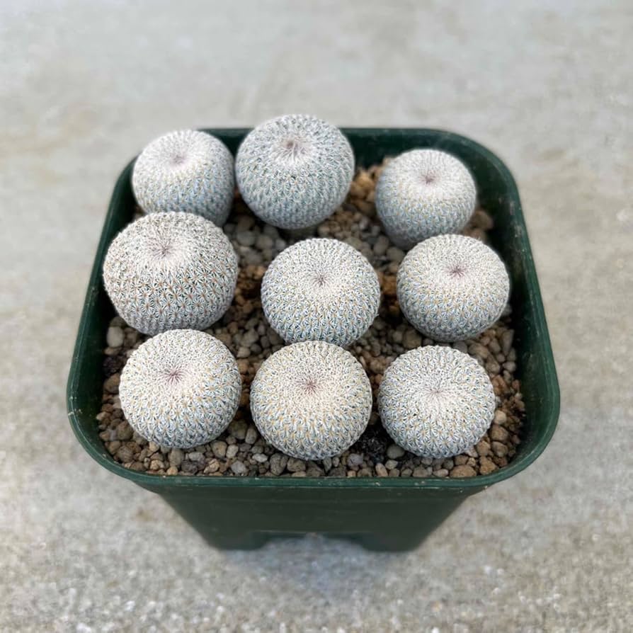 Amazon.co.jp: サボテン 月世界9 苗 エピテランサ : DIY・工具・ガーデン