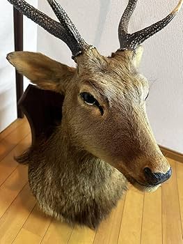 Amazon.co.jp: アンティーク鹿剥製ハンティングトロフィー頭部鹿角