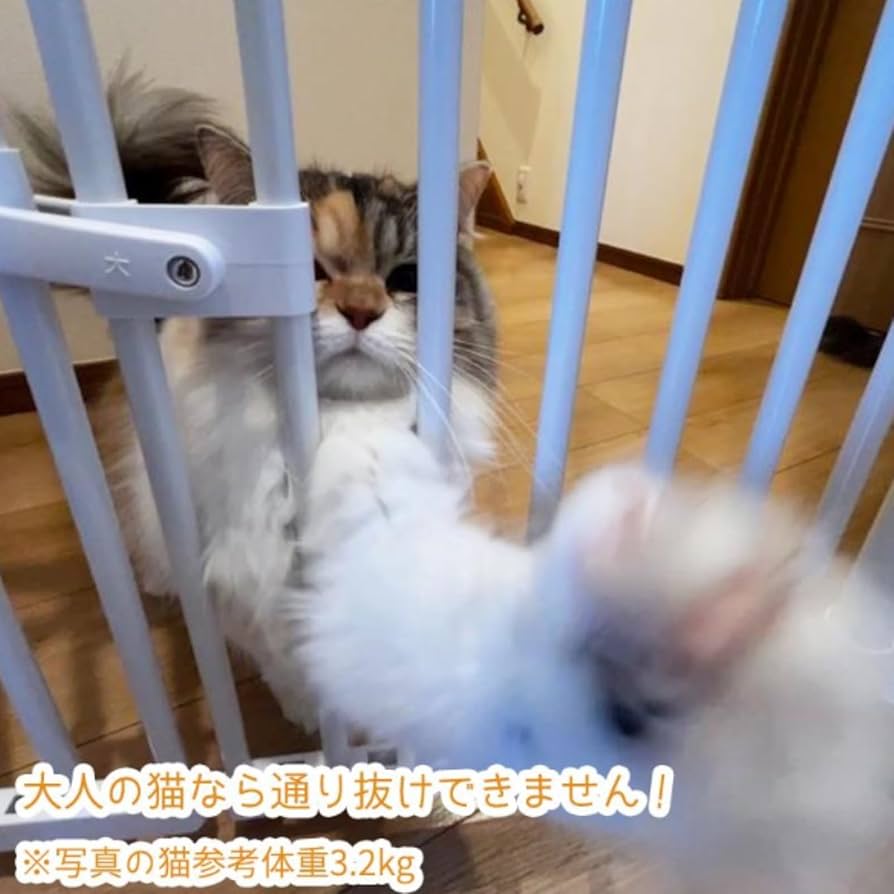 71NlsWiPXjL._AC_UF894,