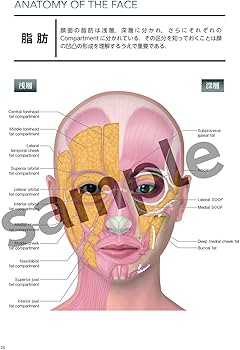 Amazon.co.jp: 解剖から学ぶ ヒアルロン酸注入療法 : 古山登隆, 古山登