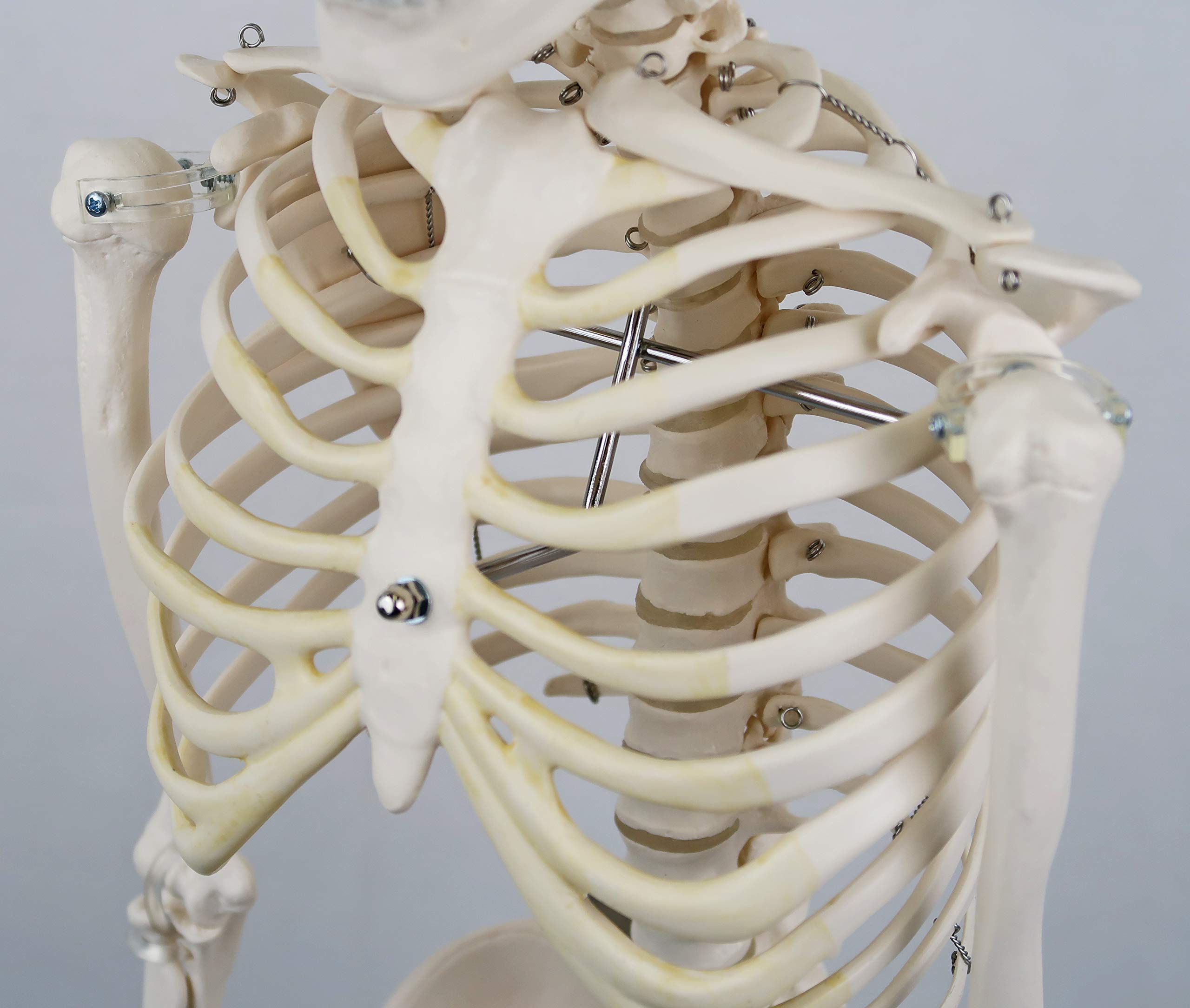 Amazon.co.jp: ミニ全身骨格模型 - ショーティー・1/2縮尺型全身骨格