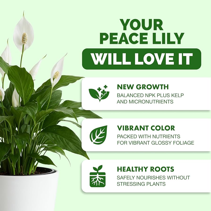 Amazon.com : Peace Lily Fertilizer – Liquid Peace Lily Plant Food