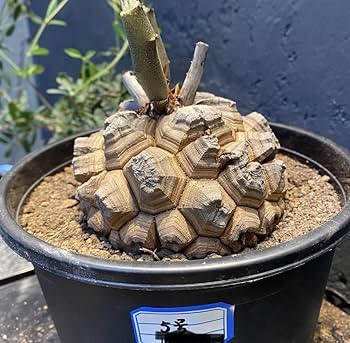 Amazon.co.jp: NO.1アフリカ亀甲竜 ディオスコレアエレファンティペス