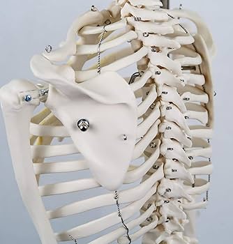 Amazon.co.jp: ミニ全身骨格模型 - ショーティー・1/2縮尺型全身骨格