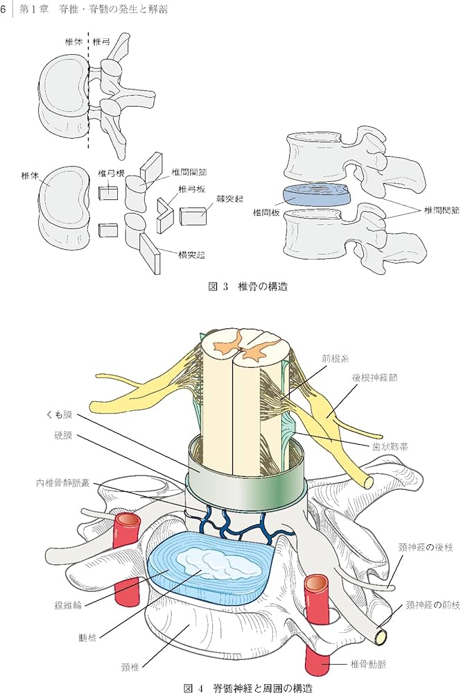 脊椎・脊髄疾患の外科 第2版 | 飛驒一利, 小柳 泉 |本 | 通販 | Amazon