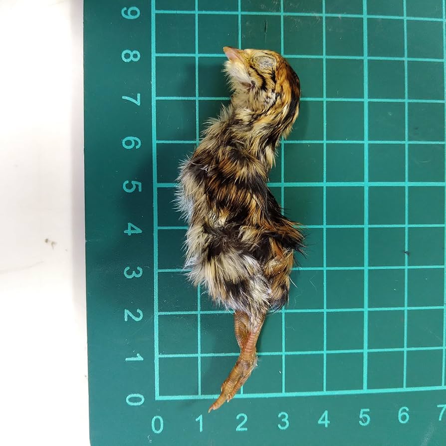 冷凍親ウズラ60羽爬虫類・猛禽類 【公式通販】