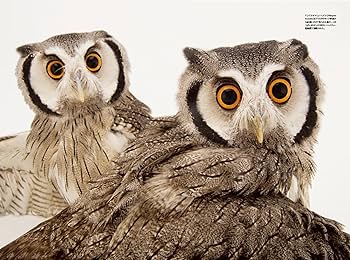 鳥全史 美しくてすごい、空の覇者たち (ナショナル ジオグラフィック