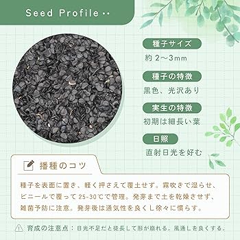 Amazon.co.jp: SEEDSTOCK アガベ オテロイ チタノタ 種子 100粒 Agave