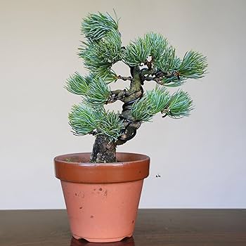 Amazon.co.jp: 那須五葉松 八房品種『那須娘』小品盆栽【泰寿園 Online
