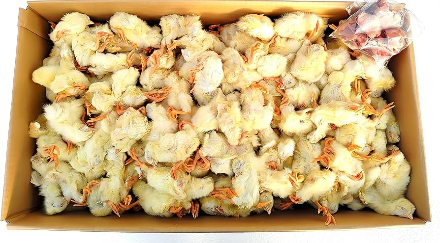 Amazon | フクロウ・タカ・ハヤブサ等の餌 冷凍ヒヨコ12Kg 約300羽入り