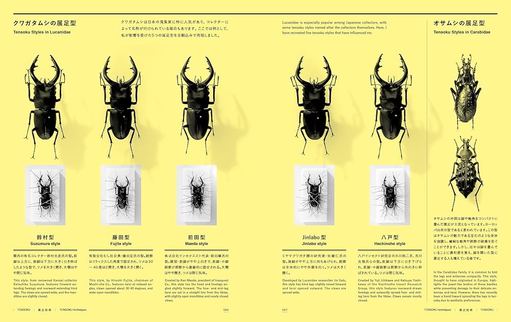 未展足ペア】クワガタキリギリス 化け物キリギリス 昆虫標本 ウェタ