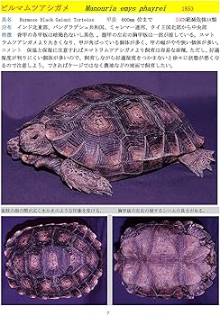 世界のカメ 潜頸亜目 I リクガメ科 | 加藤進, 加藤進 |本 | 通販 | Amazon