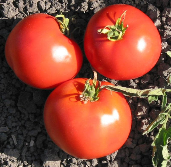 Trip-L-Crop Tomato – MIgardener