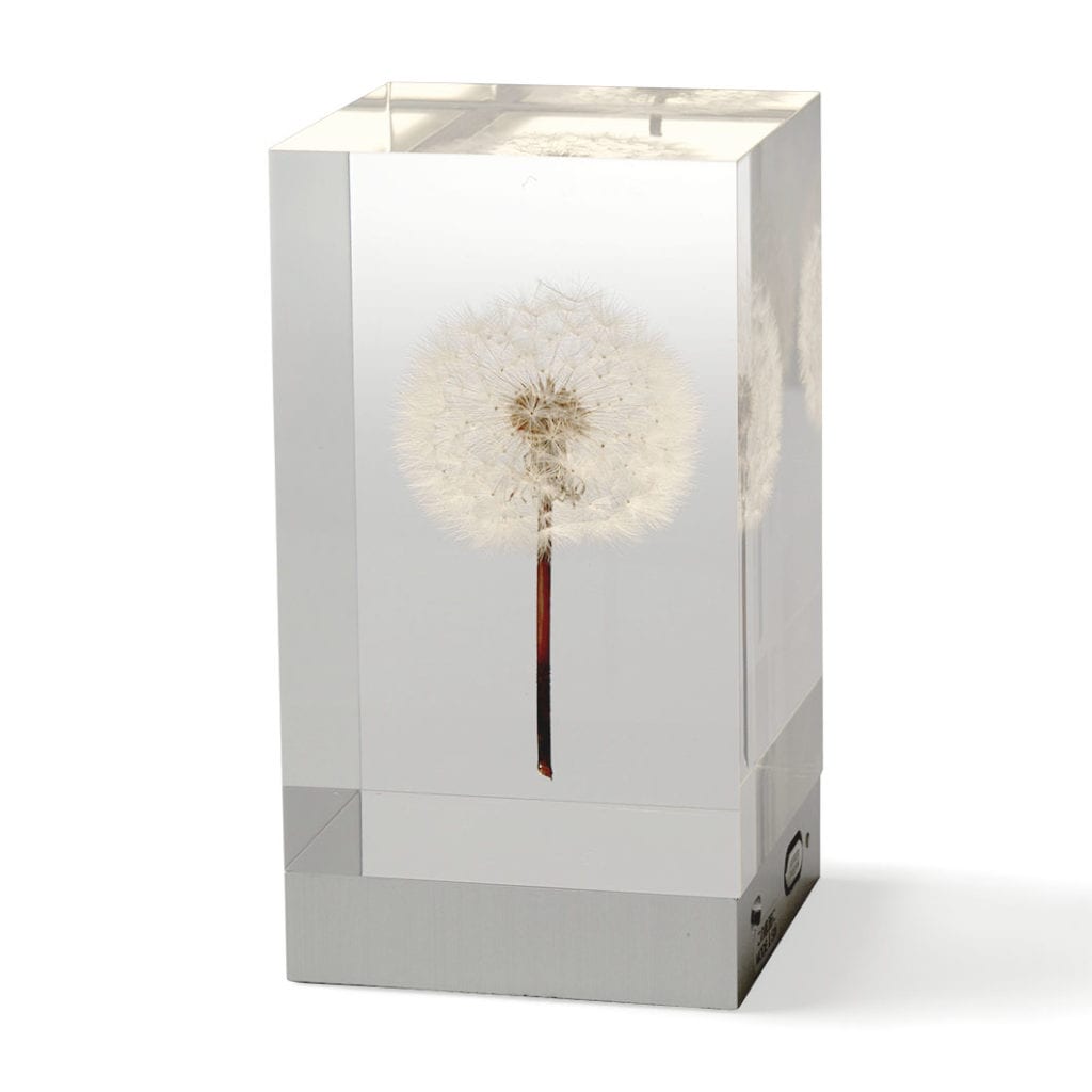 本物のたんぽぽをアクリルに封入 – OLED TAMPOPO ライト – もらくらし