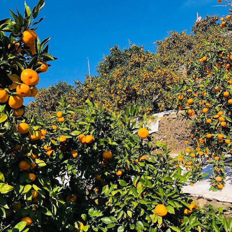 愛媛 農業の未来を拓くみかん農園ファンド｜セキュリテ