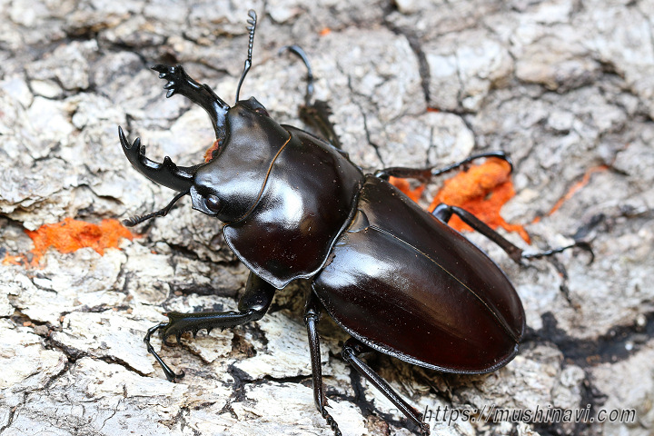 ヤエヤママルバネクワガタ