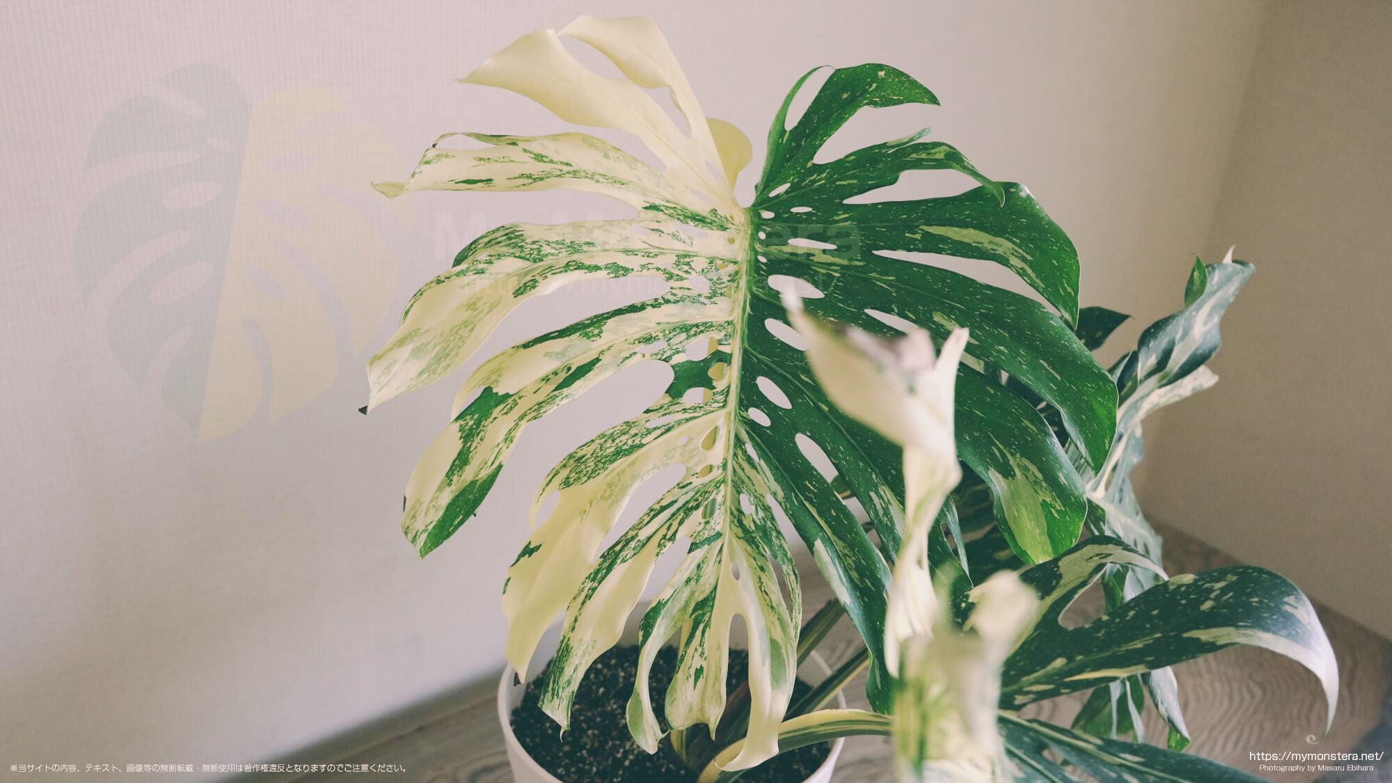 ハーフムーン・モンステラ - 私のモンステラ