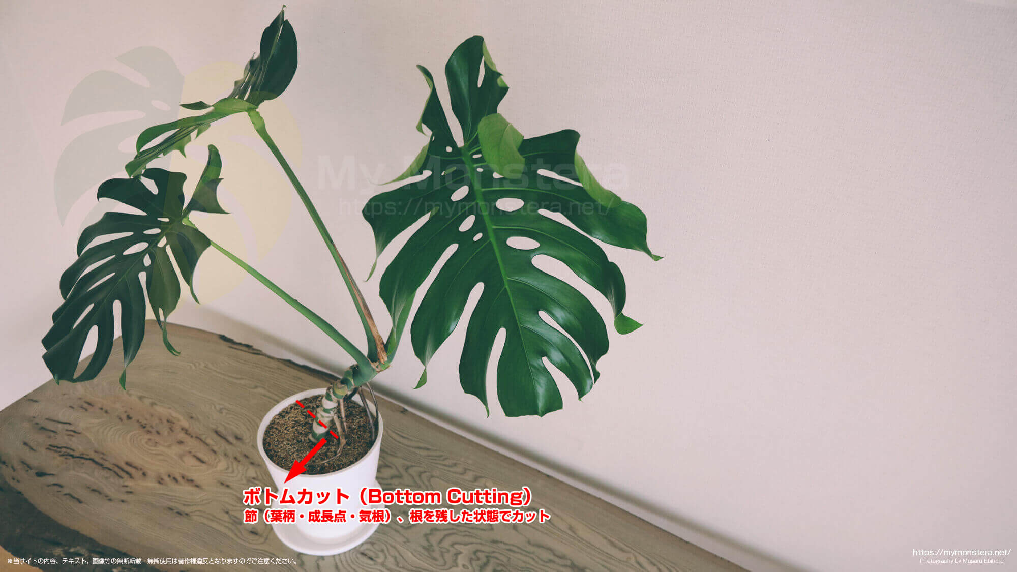 モンステラのボトムカット（Bottom Cutting） - 私のモンステラ