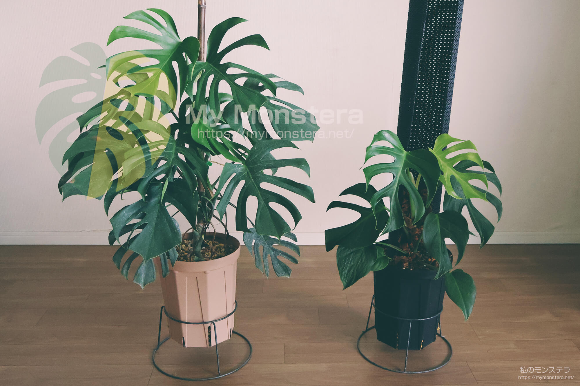 モンステラデリシオーサシエラナハワイ( Monstera Deliciosa Sierrana