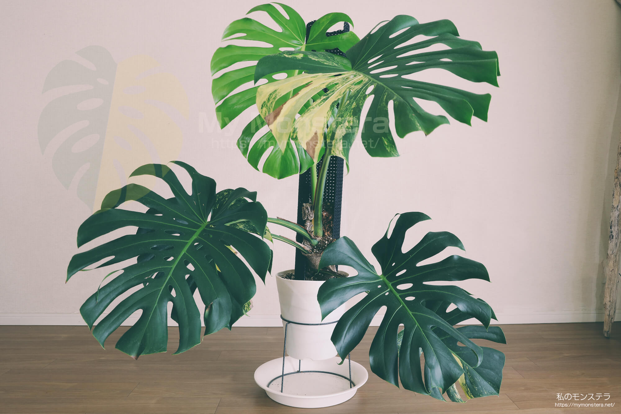 約5ヶ月ぶりにイエローマリリンに新しい斑入りの葉が開く - 私のモンステラ