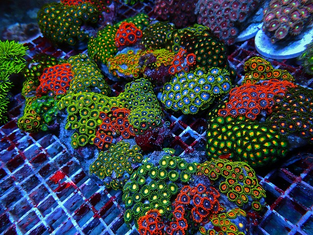 インドネシアからサンゴが入荷！ソフトコーラルもたっぷり在庫ござい