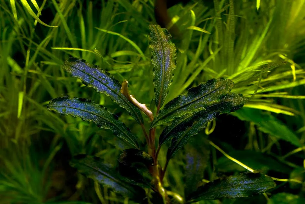 ブセファランドラ - 熱帯魚・水草 ナチュラ