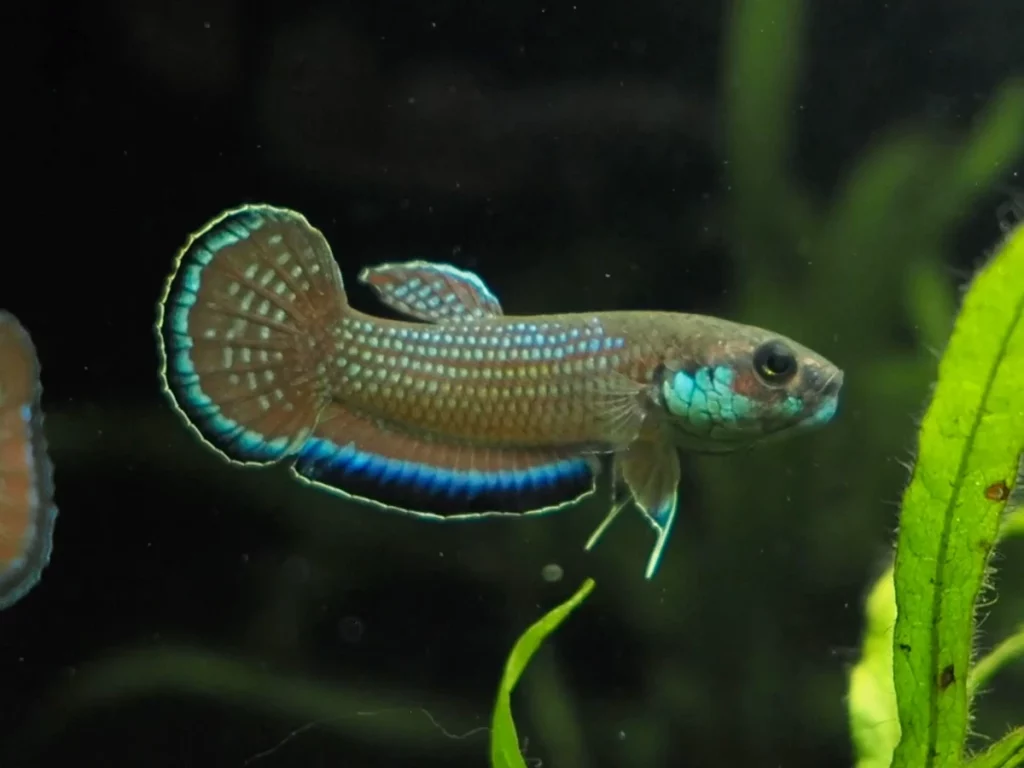 ミクロソリウムsp. サラワクジャイアント - 熱帯魚・水草 ナチュラ