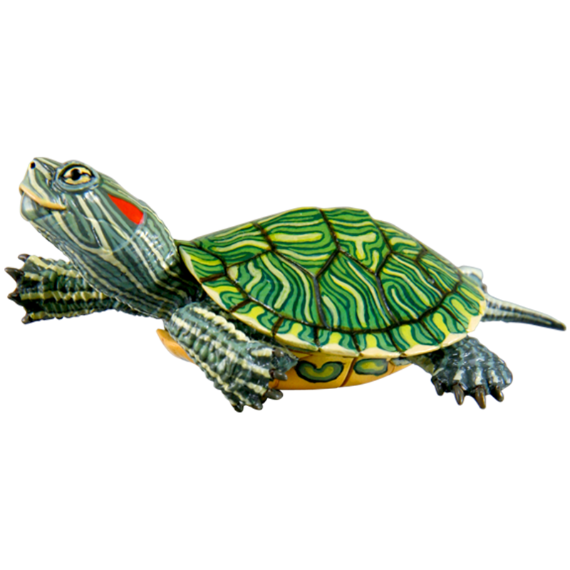 NTC 日本のカメ 特装版 – ネイチャーテクニカラー公式