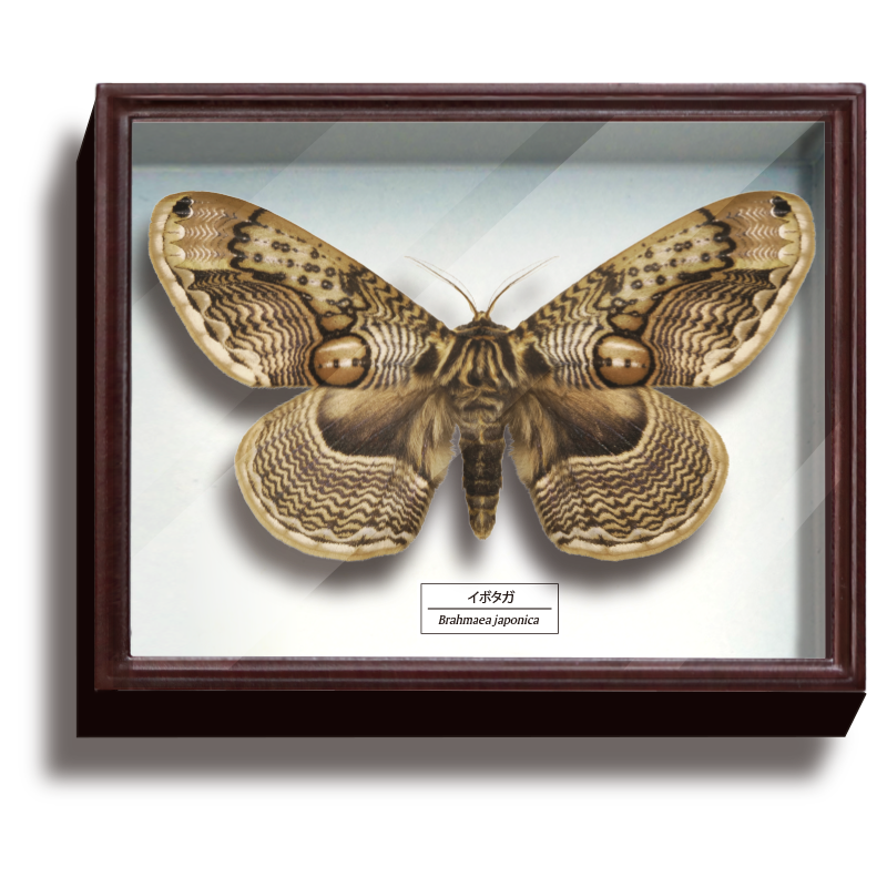 ドイツ箱マグネットコレクション3 – ネイチャーテクニカラー公式